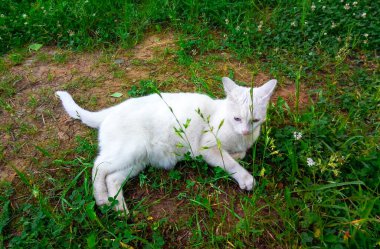 Farklı gözleri olan beyaz evcil kedi, yeşil çimlerin üzerinde yürüyor..