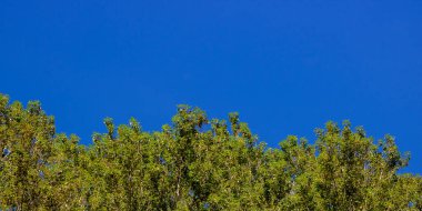 Mavi gökyüzü ve yapraklar. Mavi açık gökyüzü ve ağaçlar