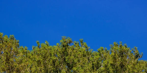 Mavi gökyüzü ve yapraklar. Mavi açık gökyüzü ve ağaçlar
