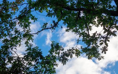 Gökyüzüne karşı yaprakların güzel doğal çerçevesi. Mavi gökyüzüne karşı yeşil ağaç yaprakları.