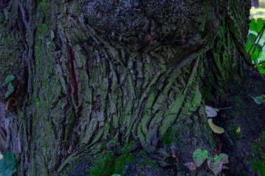 Güneşli bir günde yaşlı bir ağacın kabuğu. Doğal arkaplan veya Duvar Kağıdı.