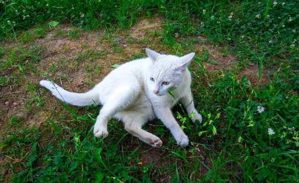 Λευκή Γάτα Κατοικίδιο Ζώο Διαφορετικά Μάτια Που Βρίσκεται Στο Πράσινο — Φωτογραφία Αρχείου