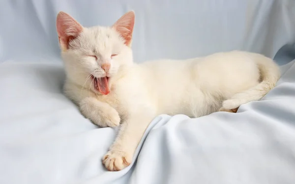 Graciosa Gatita Blanca Yace Bosteza Con Los Ojos Cerrados — Foto de Stock