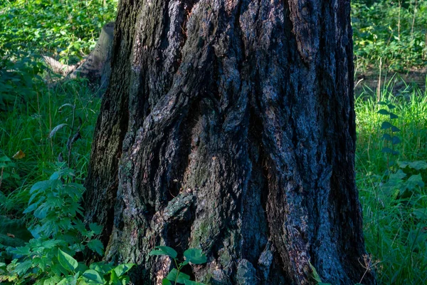 Kora Starego Drzewa Słoneczny Dzień Naturalne Tło Lub Tapeta — Zdjęcie stockowe