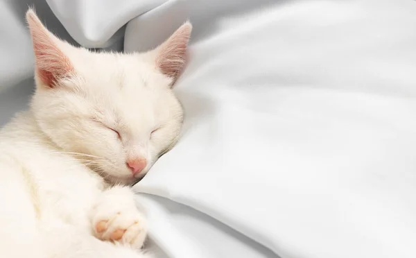 A small white kitten sleeps on a white soft cloth. Space for your text.