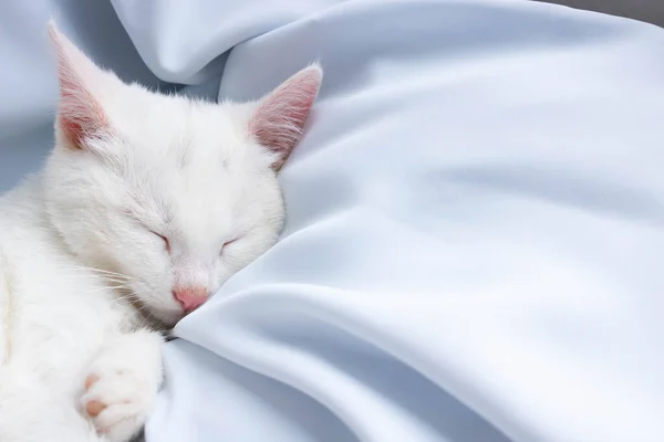 A small white kitten is sleeping on a blue soft cloth. Space for your text.