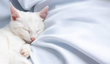 Küçük beyaz bir kedi yavrusu mavi yumuşak bir kumaşın üzerinde uyuyor. Metnin için boşluk.