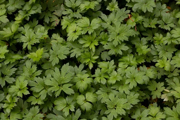 Folhagem Verde Salsa Selvagem Jardim Jardim Campo Fazenda Cultivo Ervas — Fotografia de Stock