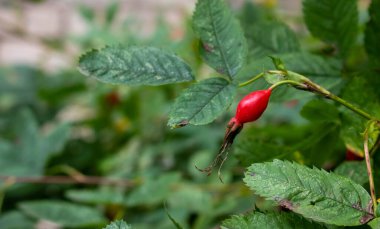 Yaban gülü. Taze olgun kırmızı gül yapraklı yeşil bir dalda..