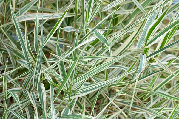 Phalaris Arundinacea 'nın yeşil ve beyaz yaprakları, aynı zamanda sazlık kanarya otu olarak da bilinir..