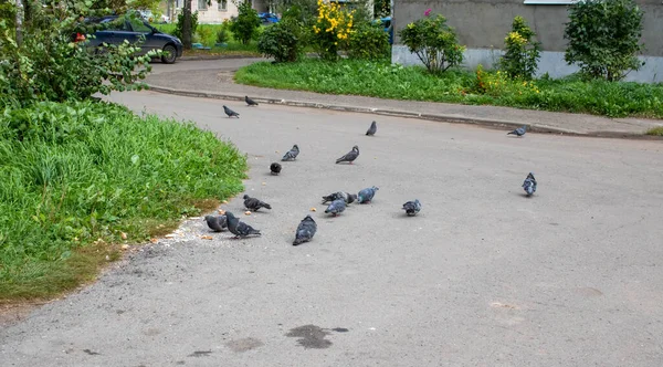 Troupeau Pigeons Nourrit Pain Par Temps Ensoleillé Dans Lieu Alimentation — Photo