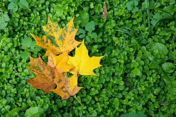 緑の芝生の上で黄色と赤の葉が落ちます テキストのスペース — ストック写真