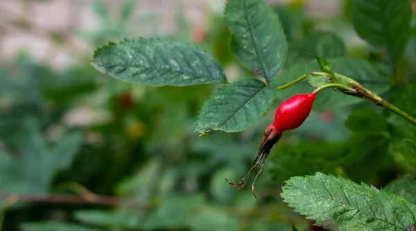 Rosa Silvestre Bush Fresh Rosa Mosqueta Roja Madura Una Rama — Foto de Stock