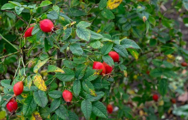 Der Wildrosenbusch Frische Reife Rote Hagebutte Auf Einem Grünen Zweig — Stockfoto