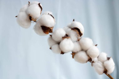 Yumuşak mavi kumaş üzerinde bir pamuk filizi.