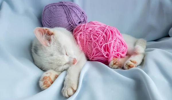 小さな白い子猫はライラック糸のボールで眠ります 子猫は眠ってしまった — ストック写真