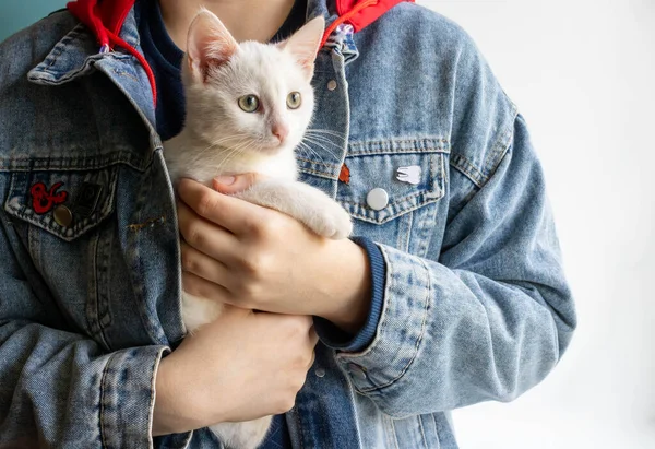 Pequeña Gatita Blanca Calienta Sus Brazos — Foto de Stock