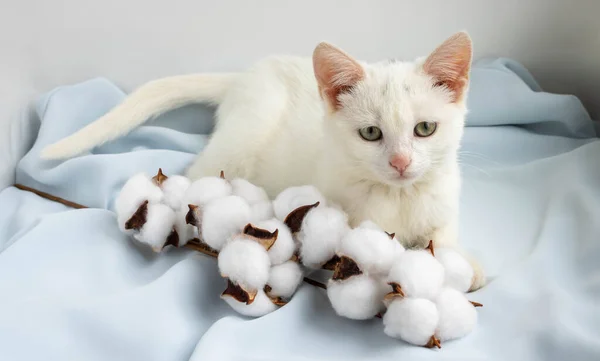 Lindo Gatito Blanco Encuentra Cerca Una Ramita Algodón Seda Azul — Foto de Stock