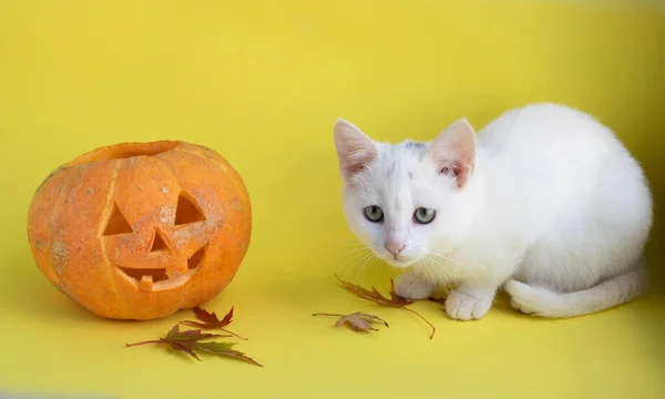 Calabaza Divertida Sobre Fondo Amarillo Junto Gato Blanco Mirando Cámara — Foto de Stock