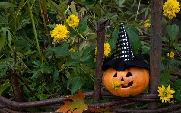 Cheerful Pumpkin Witch Hat Sitting Fence Yellow Flowers Concept Halloween — стоковое фото
