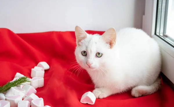 Pequeño Gato Blanco Sobre Fondo Rojo Con Corazones Malvavisco Mirando — Foto de Stock