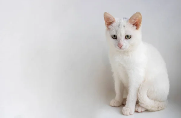 Gato Branco Está Sentado Fundo Branco Olhando Para Câmera Espaço — Fotografia de Stock