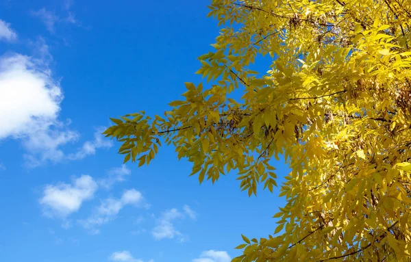 Жовте Осіннє Листя Попелу Проти Неба Осінній Фон Природи — стокове фото