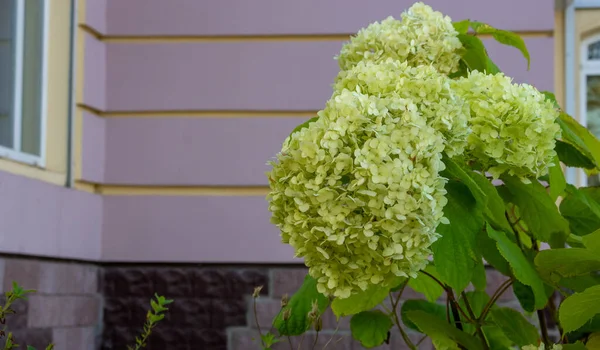 Hortênsia Paniculata Floresce Jardim Linda Hortênsia Verde Floresce — Fotografia de Stock