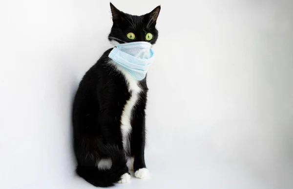 Залишайтеся Вдома Смішна Чорна Кішка Зеленими Очима Хірургічною Маскою Обличчі — стокове фото