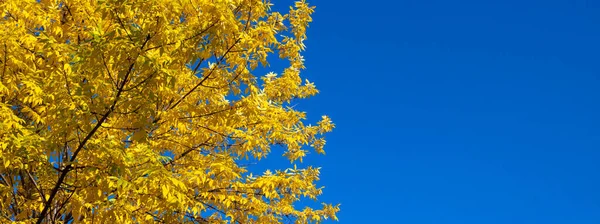 Осінній Фон Природи Панорама Жовтого Осіннього Листя Попелу Тлі Блакитного — стокове фото
