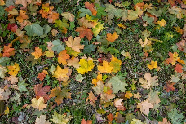 オレンジ 赤9月秋の紅葉が美しい秋の公園に地面に残っています — ストック写真