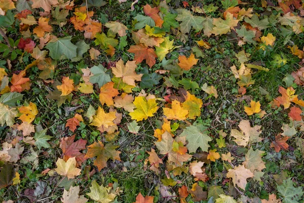 Amarillo Naranja Rojo Septiembre Hojas Arce Otoño Suelo Hermoso Parque — Foto de Stock