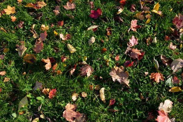 Yellow Orange Red Autumn Maple Leaves Ground Beautiful Autumn Park — Stock Photo, Image