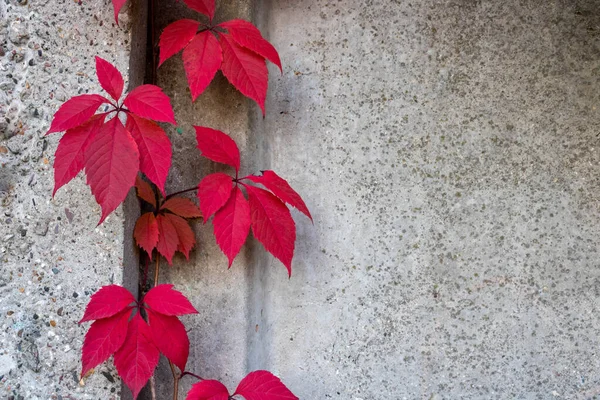 Stone Wall Red Ivy Leaves Copy Space Background Texture Climbing — Stock Photo, Image