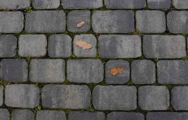 歩道の上から滝の葉が落ちる 歩道パターンのブロック 石線のパスの詳細 — ストック写真
