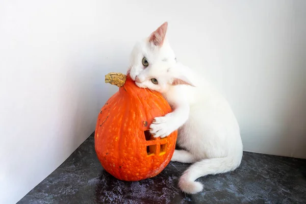 Gato Branco Mordisca Uma Casa Abóbora Com Uma Janela Fundo — Fotografia de Stock