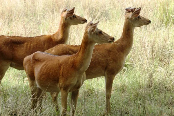 Cervos pântano 12 chifres — Fotografia de Stock