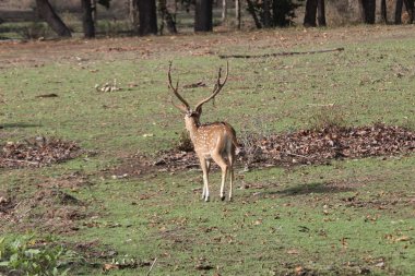 kaplan eksen geyik kovalayan, ama bunun farkında,