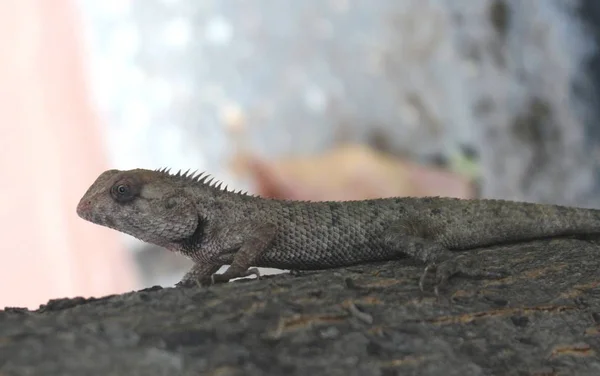 Chamäleon ist ein farbwechselndes Reptil — Stockfoto