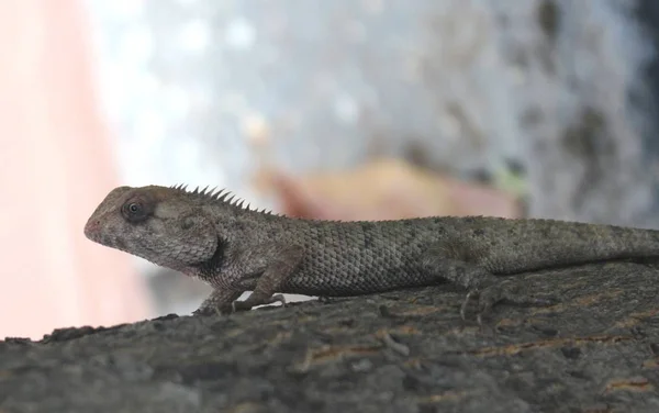 Caméléon est un reptile changeant de couleur — Photo