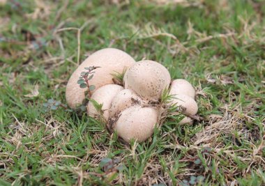 çim yataklarda mantar görünümü