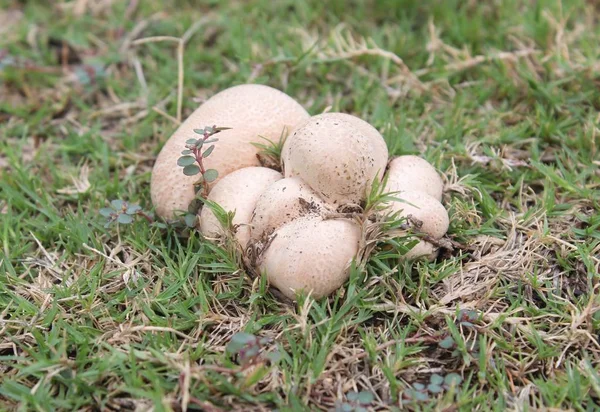 Champignons dans les herbiers au mois de juin — Photo