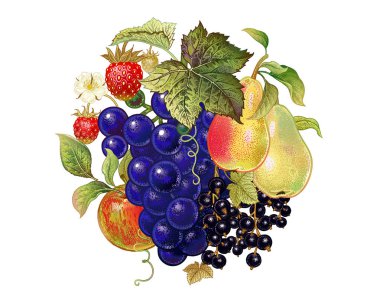 Meyve ve çilek. Üzüm, armut, siyah frenk üzümü, apple ve beyaz zemin üzerine çilek ile dekorasyon. Gerçekçi vektör çizim sanat. Vintage. El çizimi. Mutfak tasarımı.