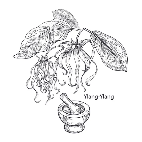 Realistic Medical Plant Ylang Ylang Mortar Pestle Vintage Engraving Vector — Stock Vector