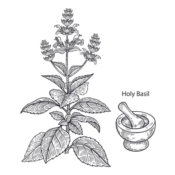 Realistické Léčivá Rostlina Svatý Basil Třecí Miska Tlouček Vintage Rytí — Stockový vektor