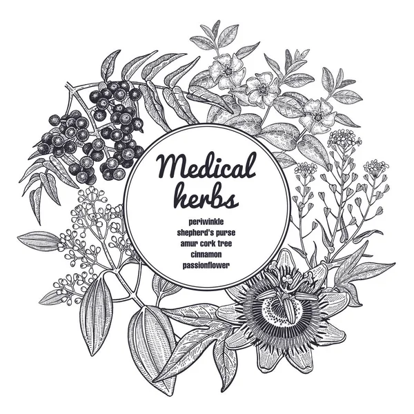 Composición Con Hierbas Medicinales Lugar Para Inscripción Grabado Estilo Vintage — Vector de stock