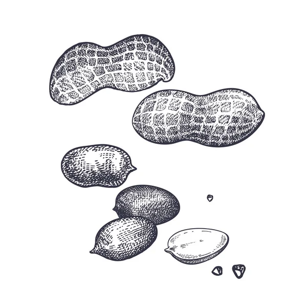 Orzeszki Ziemne Nuts Realistyczne Białym Tle Ilustracja Wektorowa Żywności Grawerowanie — Wektor stockowy