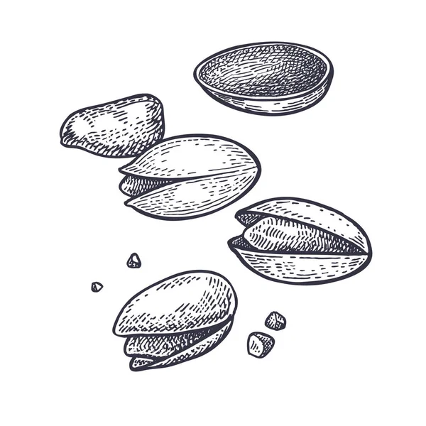 Pisztácia Nuts Reális Elszigetelt Vektoros Illusztráció Élelmiszer Vintage Gravírozás Art — Stock Vector