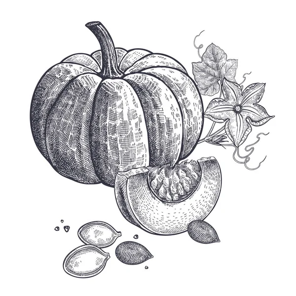 Citrouille Fleur Graines Réalistes Isolés Illustration Vectorielle Nourriture Gravure Vintage — Image vectorielle