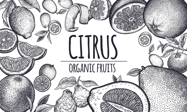Dekorace Citrusovými Plody Bobule Pomeranč Citron Vápno Mandarin Pomelo Grapefruit — Stockový vektor